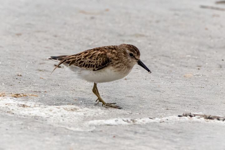 Least Sandpiper
